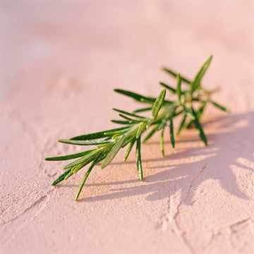 Rosemary